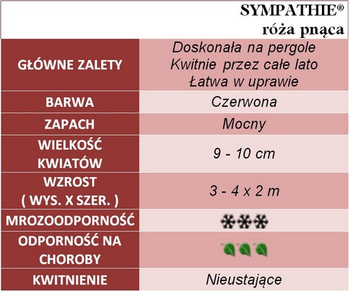 Symathie róże pnące gł. zal